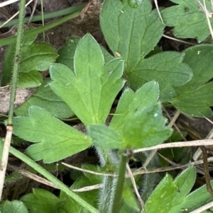 Ranunculus amphitrichus at Cotter River, ACT - 30 Mar 2022 11:16 AM