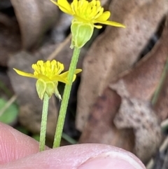 Ranunculus amphitrichus at Cotter River, ACT - 30 Mar 2022