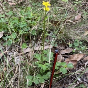 Ranunculus amphitrichus at Cotter River, ACT - 30 Mar 2022