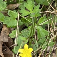 Ranunculus amphitrichus at Cotter River, ACT - 30 Mar 2022