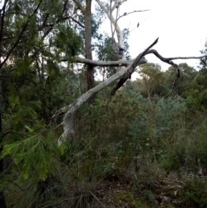 Callocephalon fimbriatum at Yarralumla, ACT - 12 Apr 2022