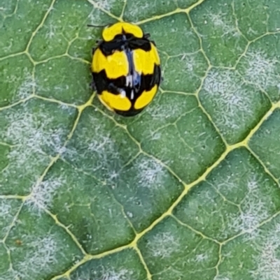 Illeis galbula (Fungus-eating Ladybird) at Narrabundah, ACT - 13 Apr 2022 by Mike