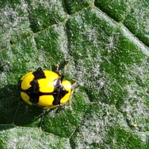 Illeis galbula at Narrabundah, ACT - 13 Apr 2022