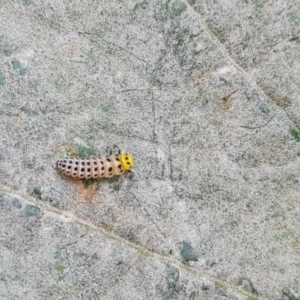 Illeis galbula at Narrabundah, ACT - 13 Apr 2022 10:38 AM