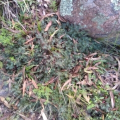 Astroloma humifusum (Cranberry Heath) at Cooma North Ridge Reserve - 12 Apr 2022 by mahargiani