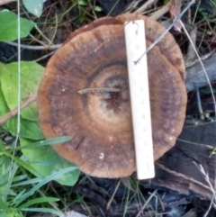 Sanguinoderma rude (Red-staining Stalked Polypore) at Cooma, NSW - 12 Apr 2022 by mahargiani