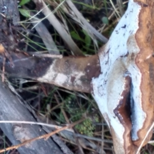 Sanguinoderma rude at Cooma, NSW - 12 Apr 2022