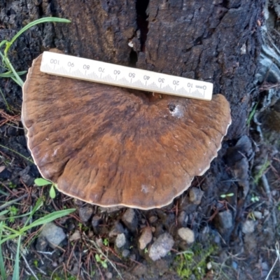 Sanguinoderma rude (Red-staining Stalked Polypore) at Cooma North Ridge Reserve - 12 Apr 2022 by mahargiani