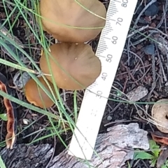 zz agaric (stem; gills not white/cream) (TBC) at Cooma, NSW - 12 Apr 2022 by mahargiani