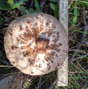 Macrolepiota clelandii at Cooma, NSW - 12 Apr 2022 02:57 PM