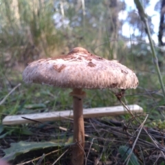 Macrolepiota clelandii at Cooma, NSW - 12 Apr 2022 02:57 PM