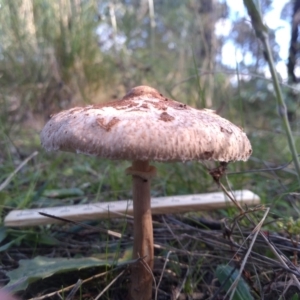 Macrolepiota clelandii at Cooma, NSW - 12 Apr 2022 02:57 PM