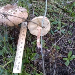 Macrolepiota clelandii at Cooma, NSW - 12 Apr 2022 02:57 PM