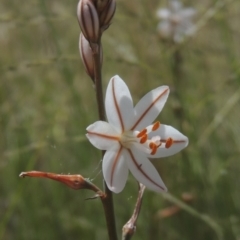 Asphodelus fistulosus (Onion Weed) at Chakola, NSW - 25 Dec 2021 by michaelb