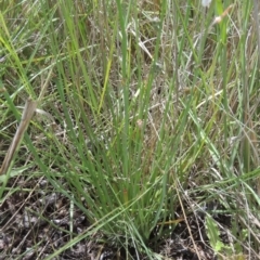 Asphodelus fistulosus at Chakola, NSW - 26 Dec 2021