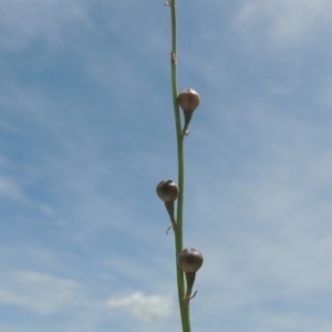 Asphodelus fistulosus at Chakola, NSW - 26 Dec 2021