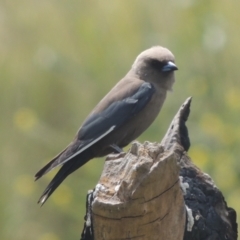 Artamus cyanopterus (Dusky Woodswallow) at Chakola, NSW - 26 Dec 2021 by MichaelBedingfield