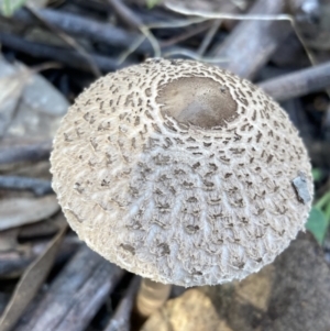 Macrolepiota clelandii at Fadden, ACT - 12 Apr 2022 04:58 PM