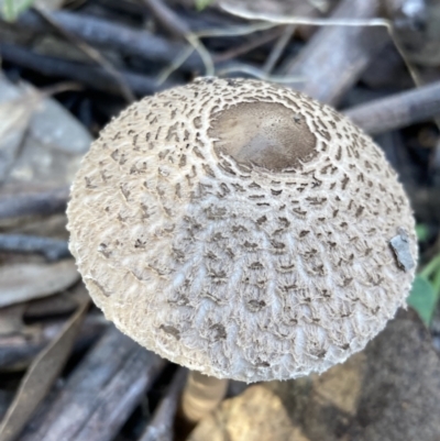 Macrolepiota clelandii (Macrolepiota clelandii) at Fadden, ACT - 12 Apr 2022 by AnneG1