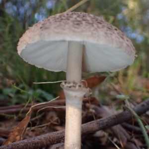 Macrolepiota clelandii at Fadden, ACT - 12 Apr 2022 04:58 PM