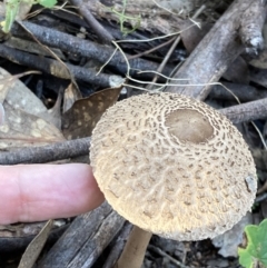 Macrolepiota clelandii at Fadden, ACT - 12 Apr 2022 04:58 PM