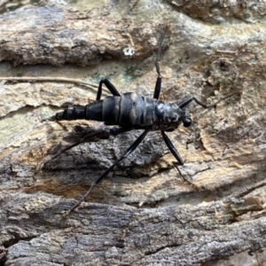 Boreoides subulatus at Googong, NSW - 13 Apr 2022 11:04 AM