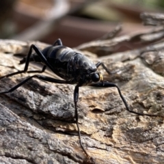 Boreoides subulatus at Googong, NSW - 13 Apr 2022 11:04 AM