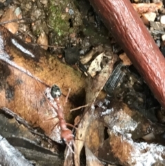 Myrmecia sp. (genus) (Bull ant or Jack Jumper) at Bellingen, NSW - 13 Apr 2022 by BrianH