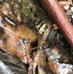 Unidentified Ant (Hymenoptera, Formicidae) (TBC) at Bellingen, NSW - 13 Apr 2022 by BrianH