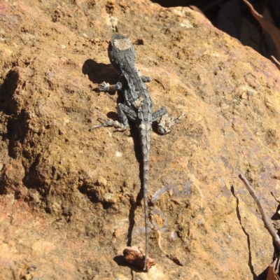 Amphibolurus muricatus (Jacky Lizard) at Acton, ACT - 13 Apr 2022 by HelenCross