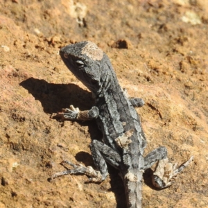 Amphibolurus muricatus at Acton, ACT - 13 Apr 2022