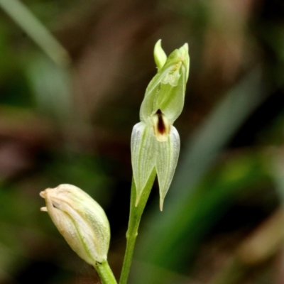 Pterostylis longifolia (Tall Greenhood) at Fitzroy Falls - 12 Apr 2022 by Snowflake