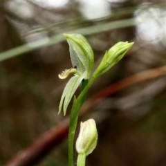 Pterostylis longifolia at Fitzroy Falls, NSW - suppressed