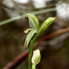Pterostylis longifolia at Fitzroy Falls, NSW - 13 Apr 2022