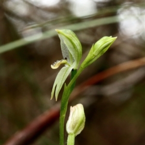 Pterostylis longifolia at Fitzroy Falls, NSW - suppressed