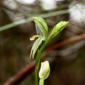 Pterostylis longifolia at Fitzroy Falls, NSW - 13 Apr 2022