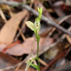 Pterostylis longifolia at Fitzroy Falls, NSW - suppressed