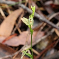 Pterostylis longifolia at suppressed - 13 Apr 2022