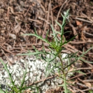 Isotoma axillaris at Gelston Park, NSW - 13 Apr 2022