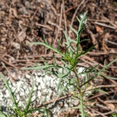 Isotoma axillaris (Australian Harebell, Showy Isotome) by Darcy