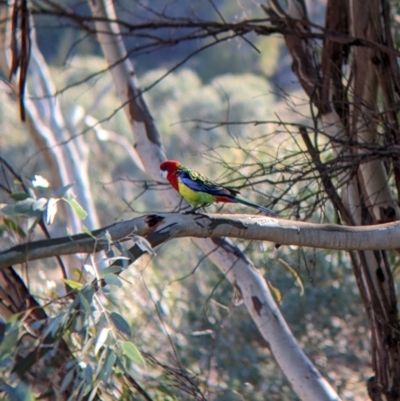 Platycercus eximius (Eastern Rosella) at Gelston Park, NSW - 12 Apr 2022 by Darcy