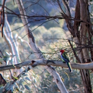 Platycercus eximius at Gelston Park, NSW - 13 Apr 2022