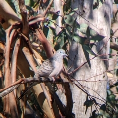 Geopelia placida (Peaceful Dove) at Gelston Park, NSW - 12 Apr 2022 by Darcy