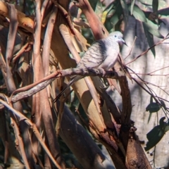 Geopelia placida at Gelston Park, NSW - suppressed