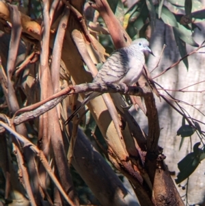 Geopelia placida at Gelston Park, NSW - suppressed