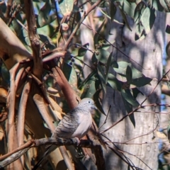 Geopelia placida at Gelston Park, NSW - suppressed