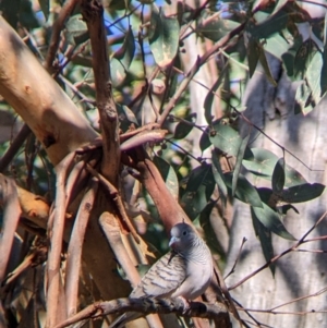 Geopelia placida at Gelston Park, NSW - suppressed