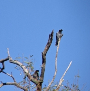 Coracina novaehollandiae at Gelston Park, NSW - suppressed