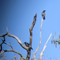 Coracina novaehollandiae at Gelston Park, NSW - suppressed