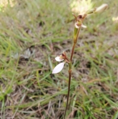 Eriochilus cucullatus (Parson's Bands) at Capertee, NSW - 11 Mar 2022 by LyndalT